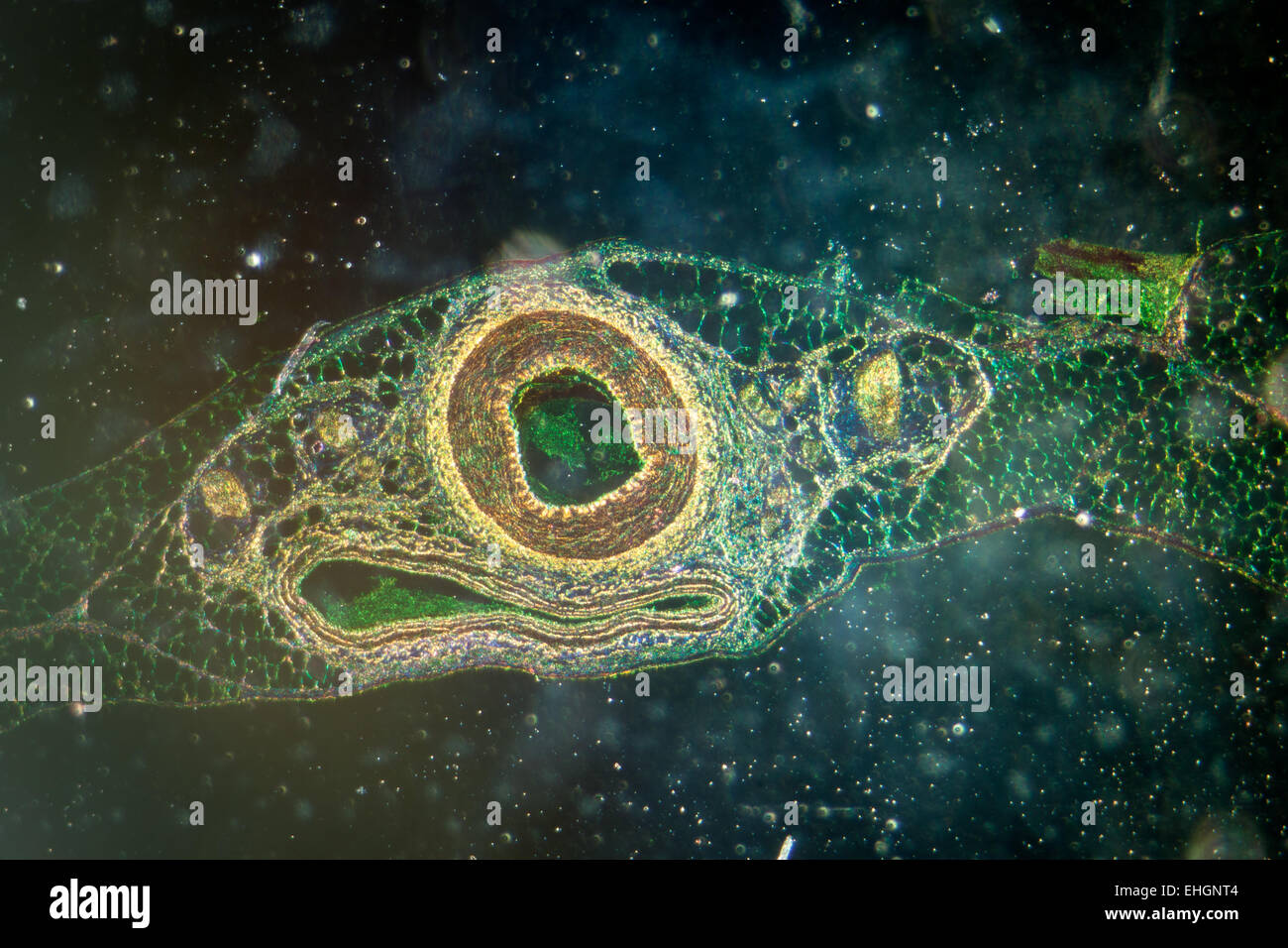 Microphotographie de vaisseau sanguin de l'artère, veine et Banque D'Images