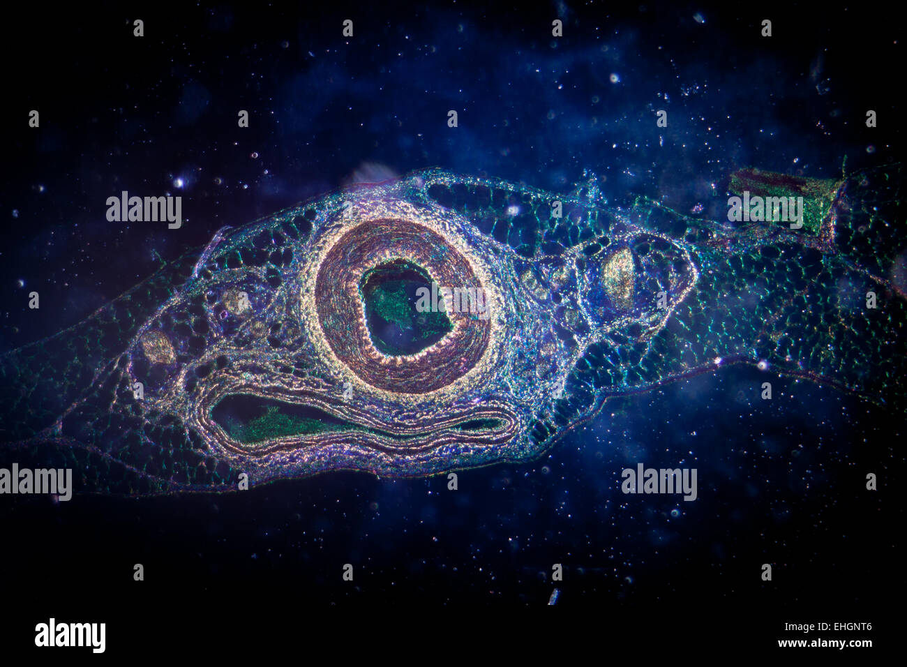 Microphotographie de vaisseau sanguin de l'artère, veine et Banque D'Images