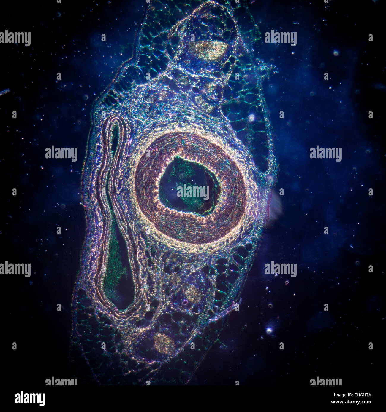 Microphotographie de vaisseau sanguin de l'artère, veine et Banque D'Images