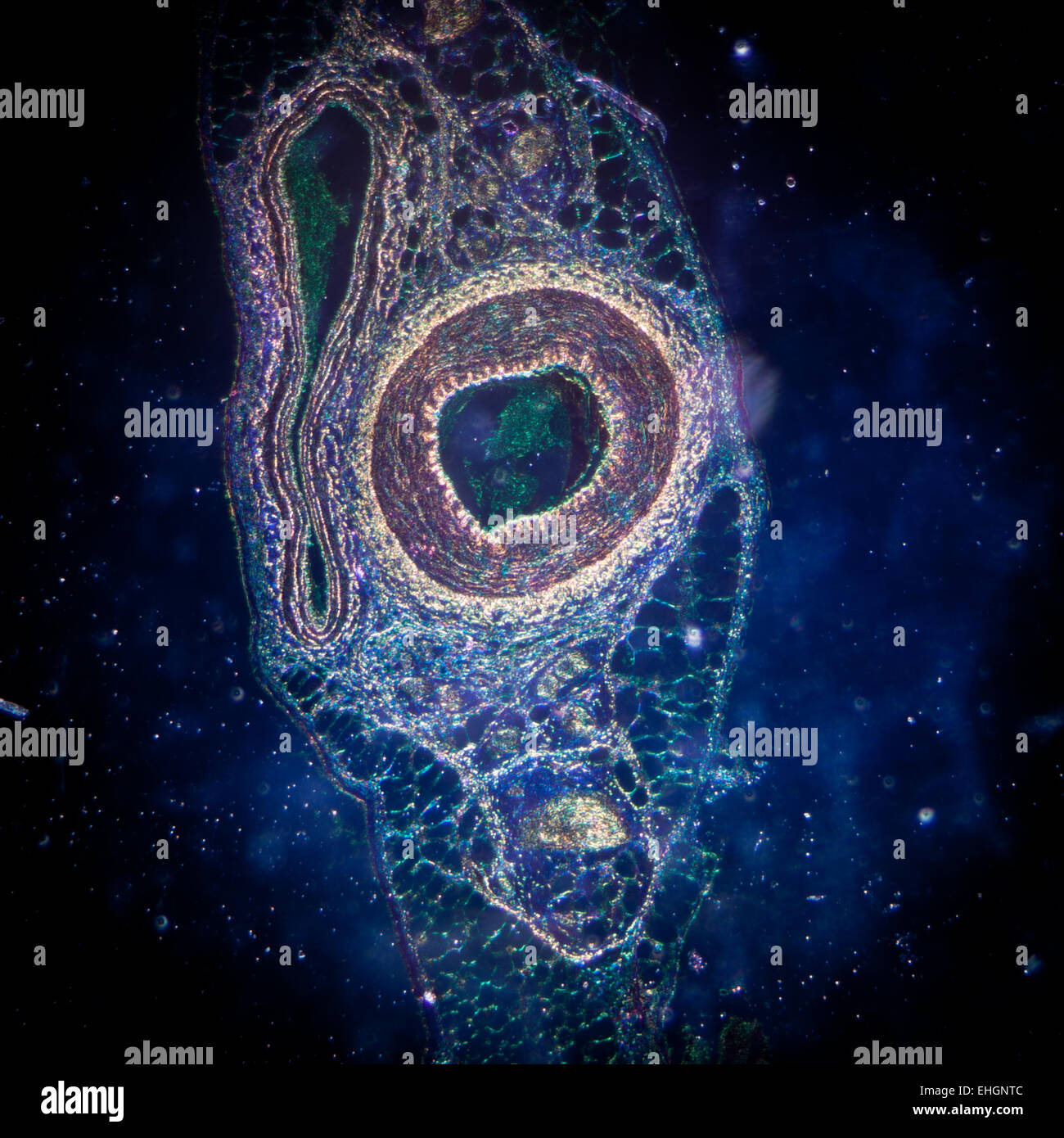 Microphotographie de vaisseau sanguin de l'artère, veine et Banque D'Images