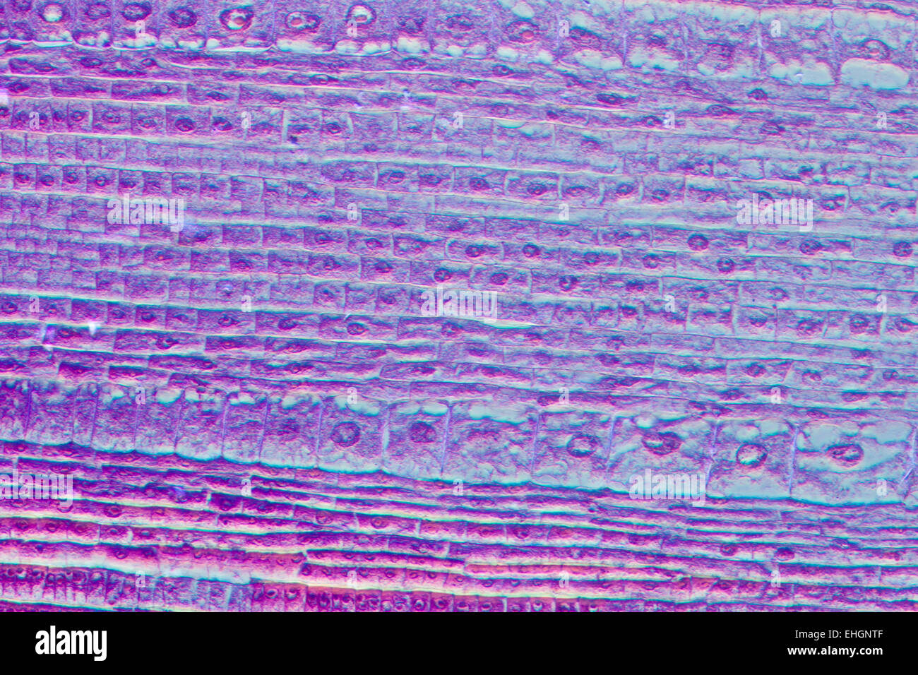 Microphotographie de racine de plante astuce cellules tissulaires Banque D'Images