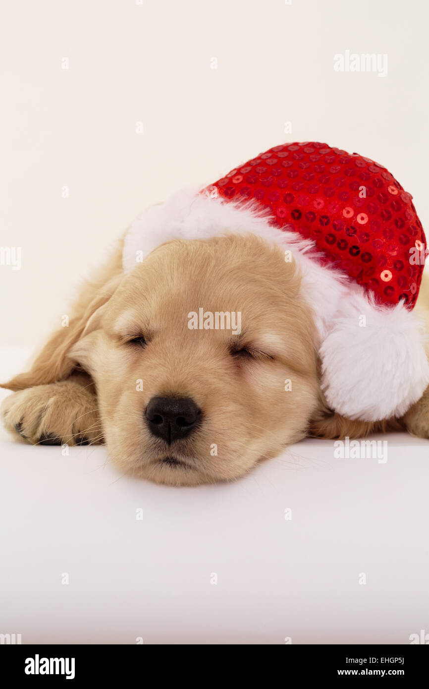 Chiot Golden Retriever Rouge Santa Hat chien animal animaux Banque D'Images