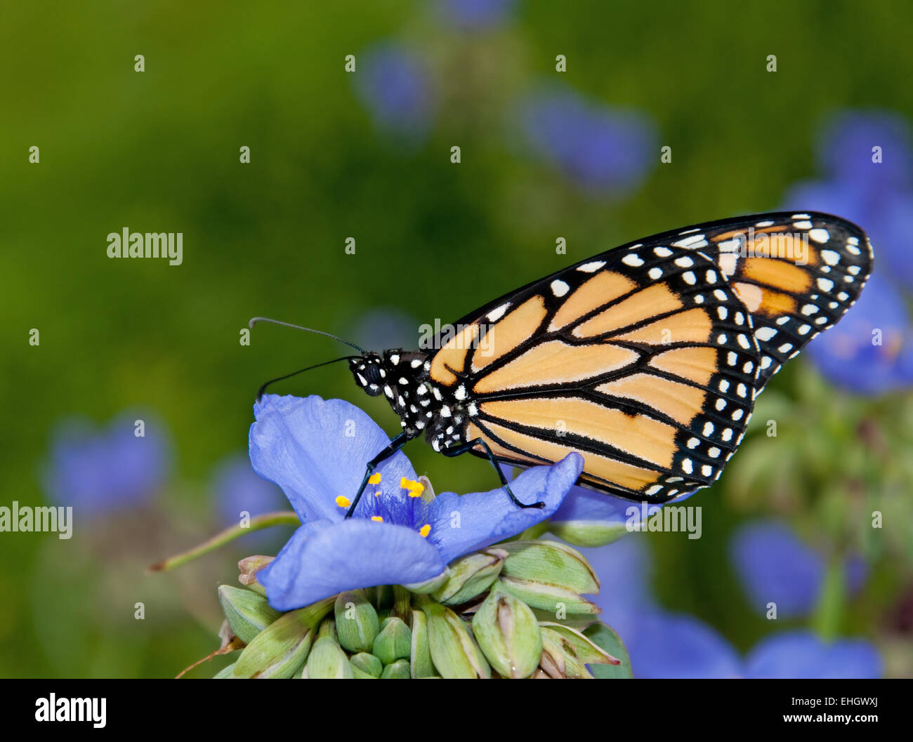 Papillon monarque sur fleurs Tradescantie bleu Banque D'Images