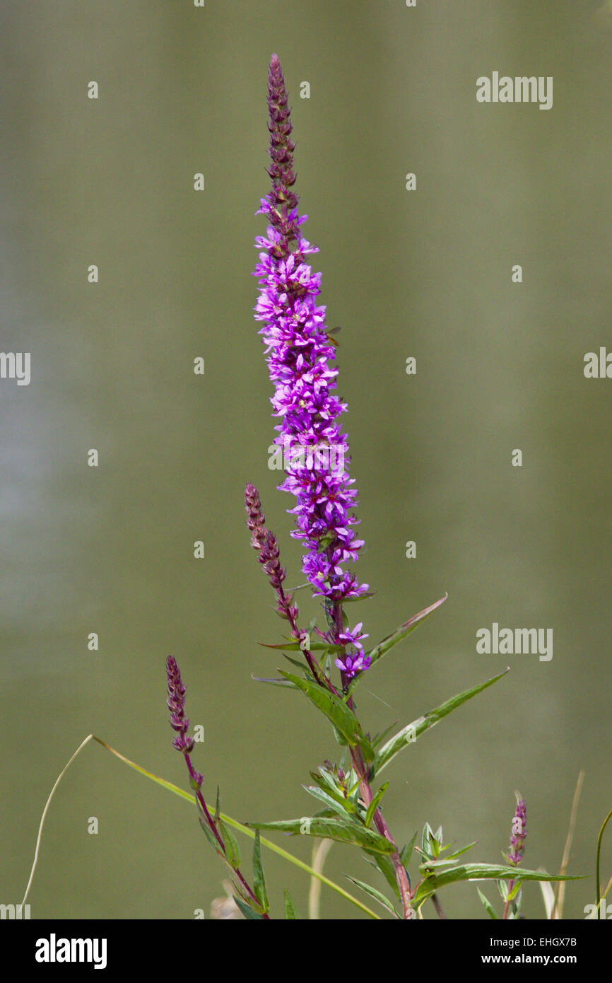 La salicaire pourpre, Lythrum salicaria Banque D'Images