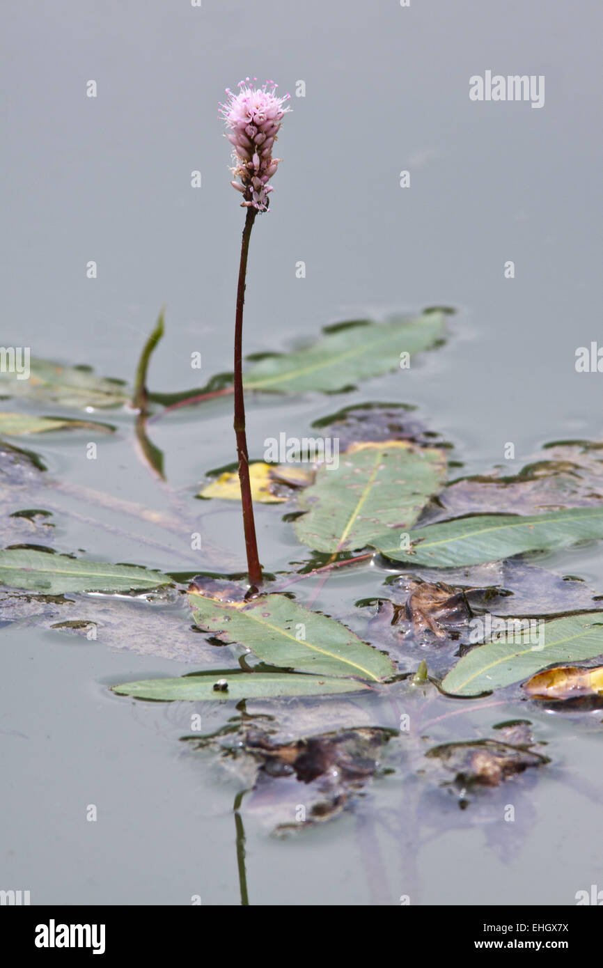 Potamot Feuilles Larges Banque De Photographies Et D images Haute 