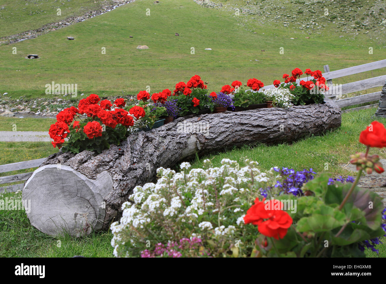 Fleurs Banque D'Images