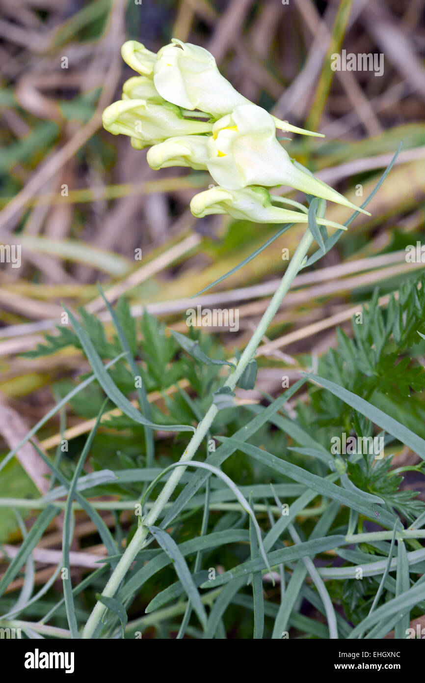 Linaria vulgaris, de beurre et d'oeufs Banque D'Images