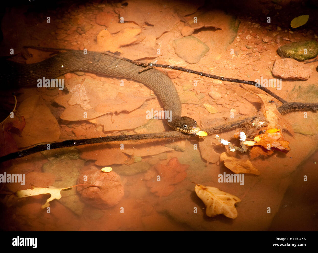 Couleuvre d'eau Nerodia, sipendon, se prélassant dans un endroit ensoleillé dans l'eau Banque D'Images
