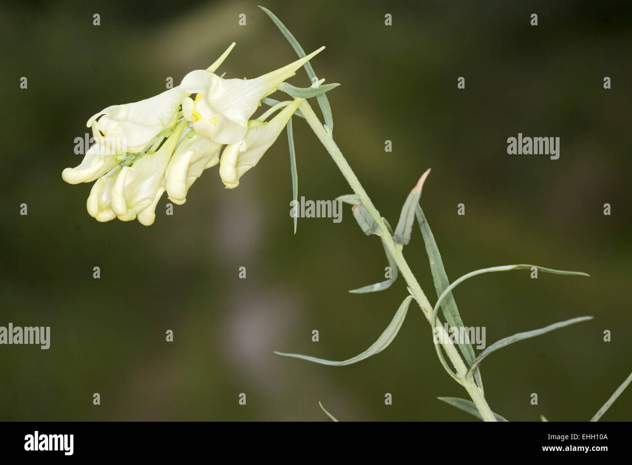 Linaria vulgaris, de beurre et d'oeufs Banque D'Images