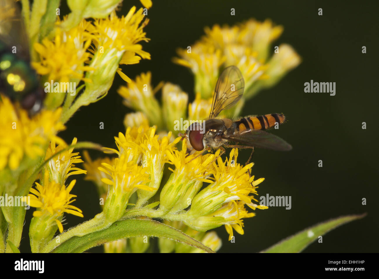 Episyrphus balteatus, Hoverfly Marmelade Banque D'Images