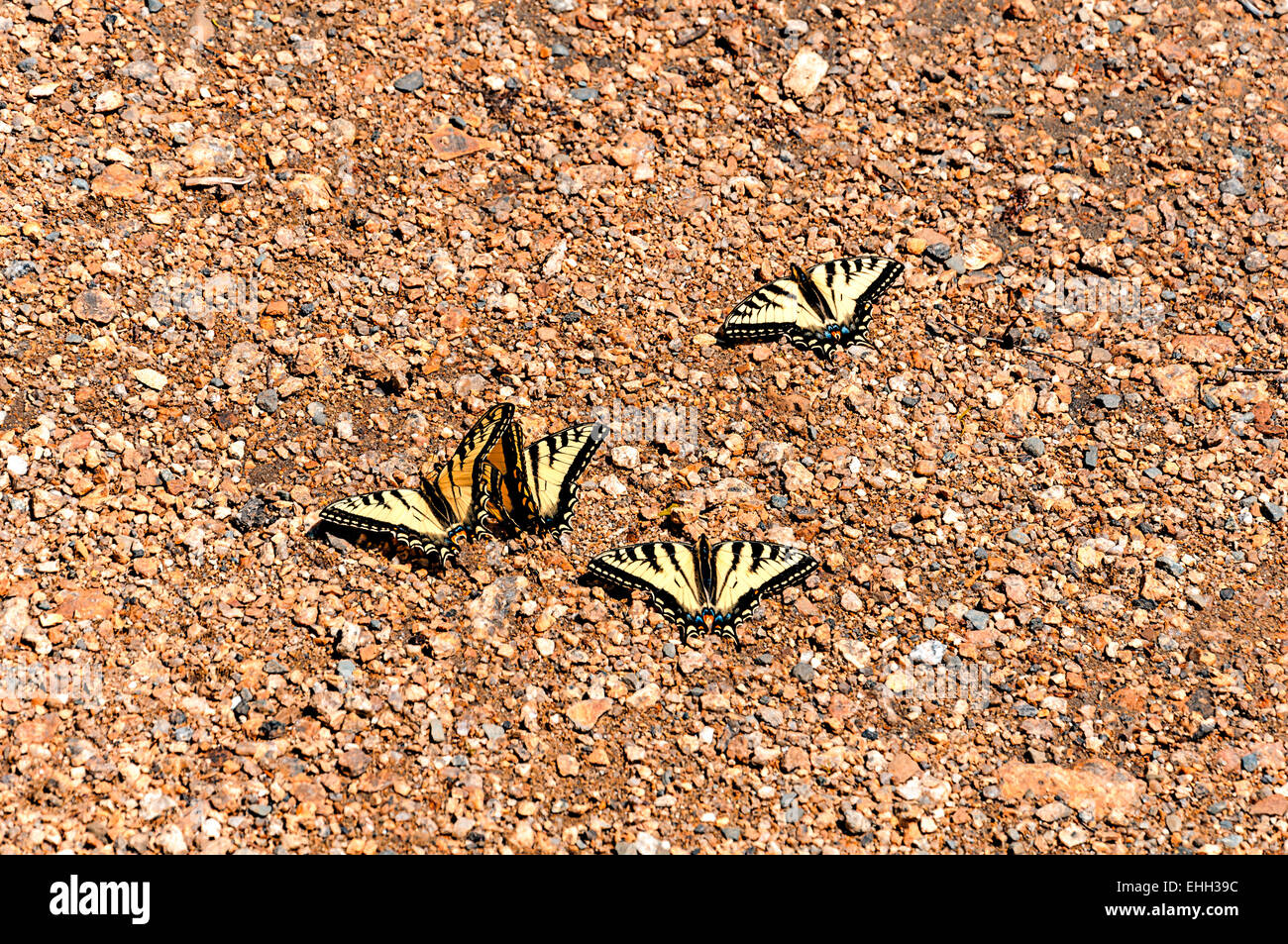 Quatre papillons sur du gravier de couleur nice Banque D'Images