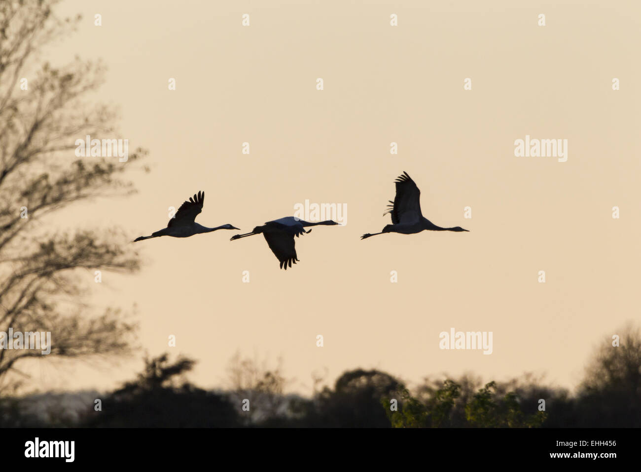 Grues cendrées (Grus grus) en vol Banque D'Images