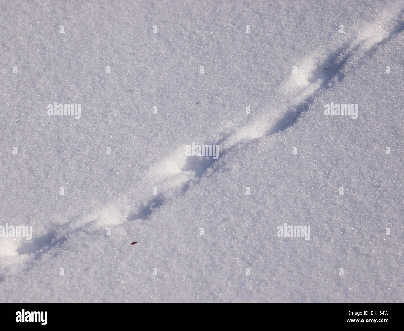 La trace de la souris sur la neige Photo Stock - Alamy