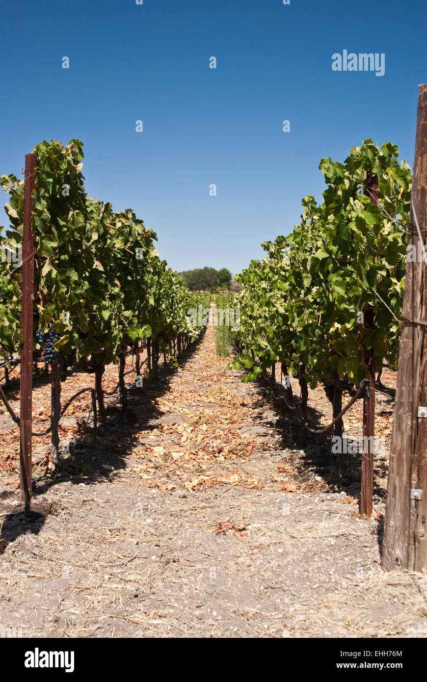 Rangée de raisins en vin de pays de la Californie, USA Banque D'Images