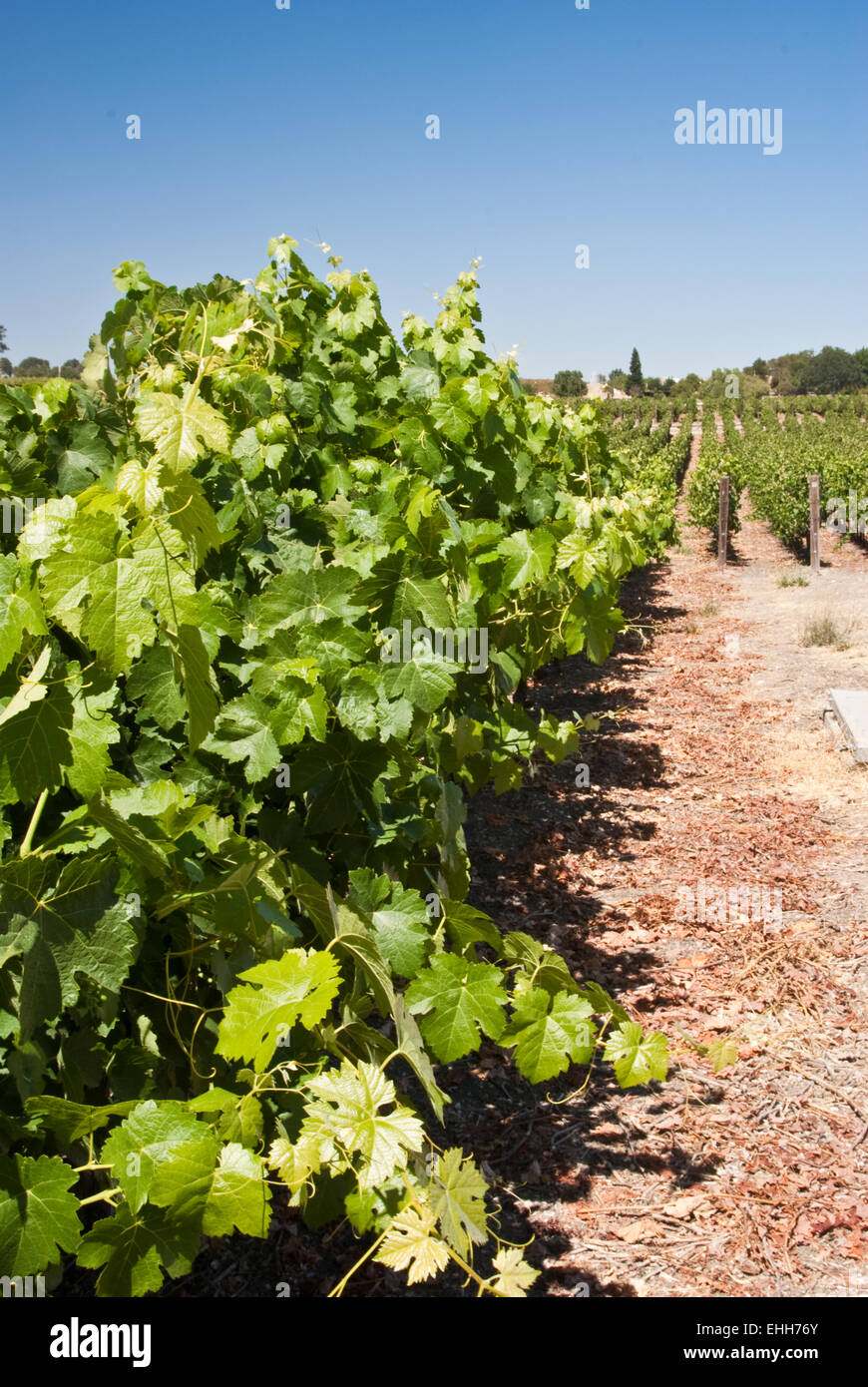 Feuilles de vigne en premier plan de vignoble Banque D'Images