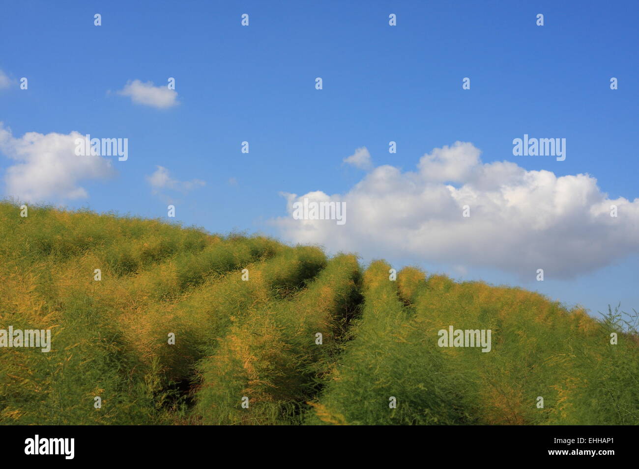 Champ d’asperges Banque D'Images