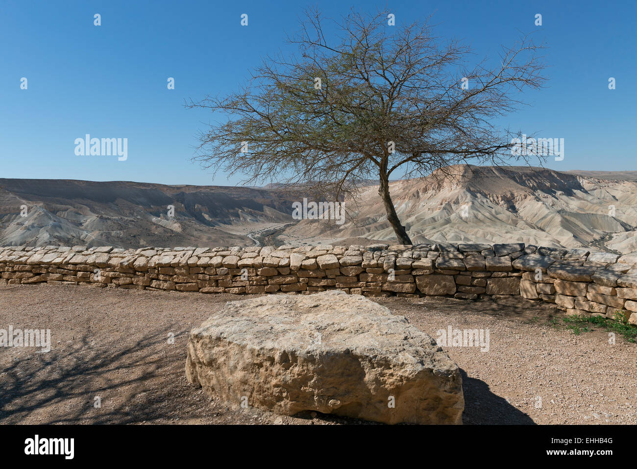 Arbre solitaire dans le désert, Israël Banque D'Images