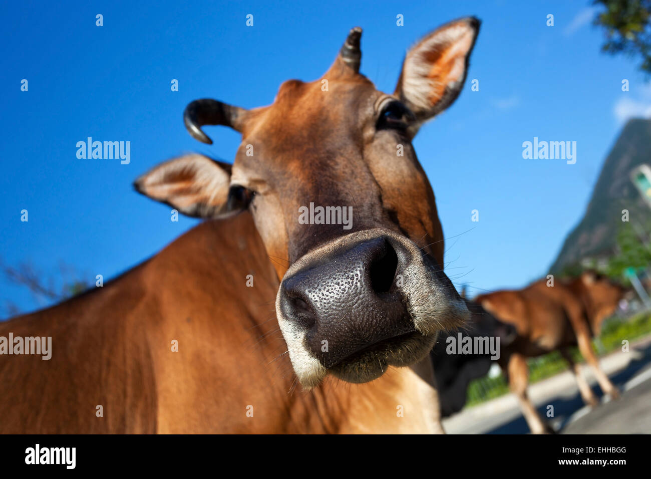 Gros plan sur la tête de vache fond bluesky Banque D'Images