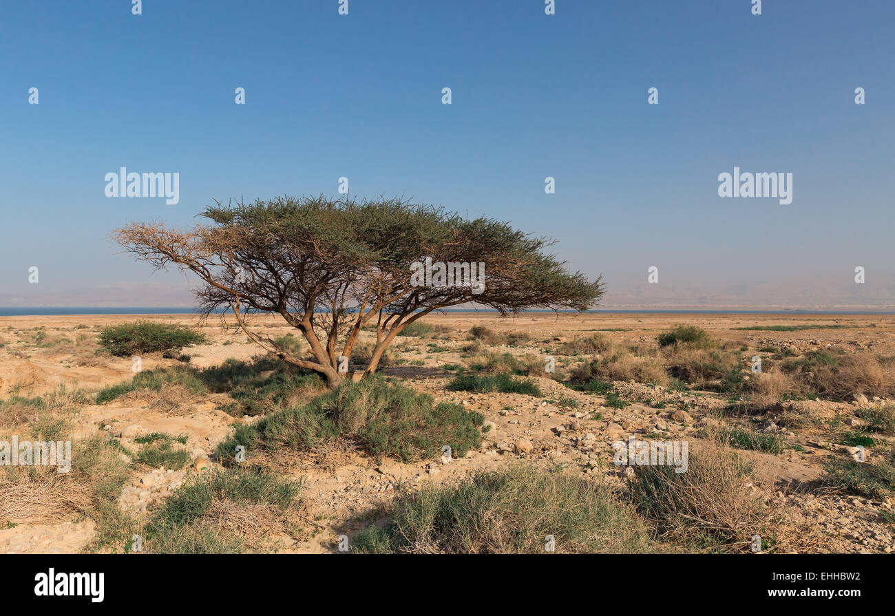 Arbre solitaire dans le désert, Israël Banque D'Images