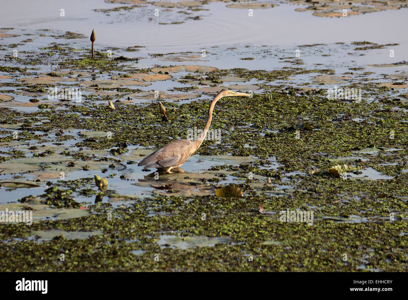 Heron Ardea goliath géant allapy Kerala, Inde Banque D'Images