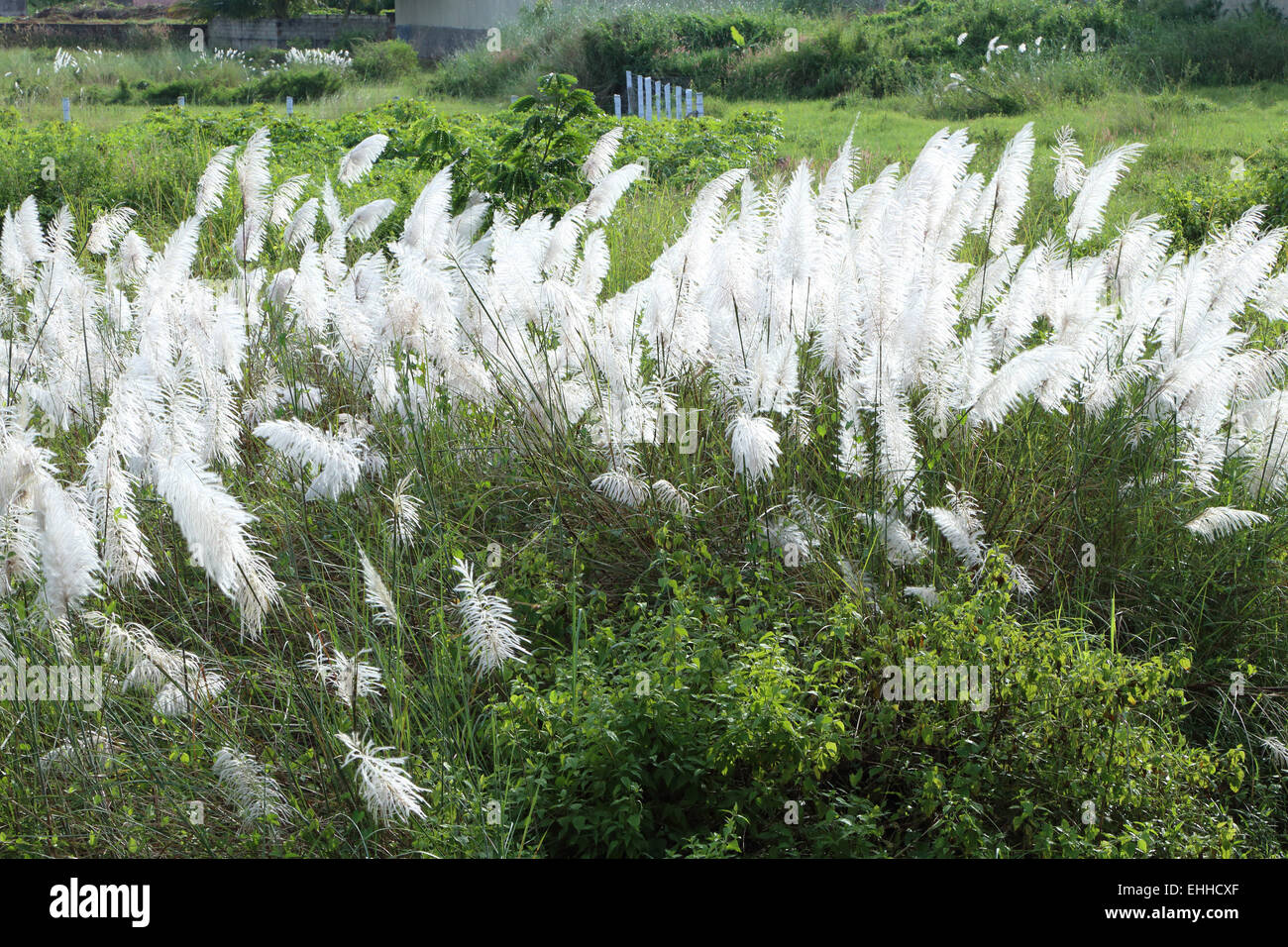 Miscanthus sinensis, Nagercoil, Tamil Nadu, Inde Banque D'Images