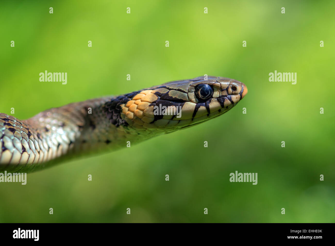 Portrait de serpent sur fond d'herbe verte Banque D'Images