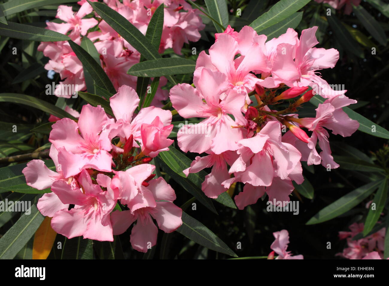 Fleurs de lauriers roses Banque D'Images