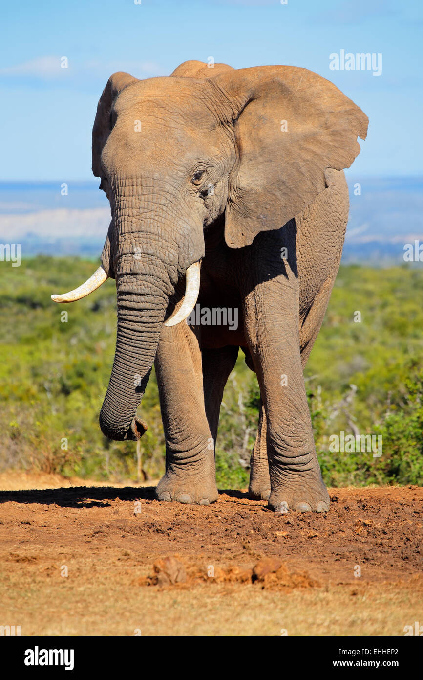 Grand éléphant africain bull (Loxodonta africana), l'Addo Elephant National Park, Afrique du Sud Banque D'Images