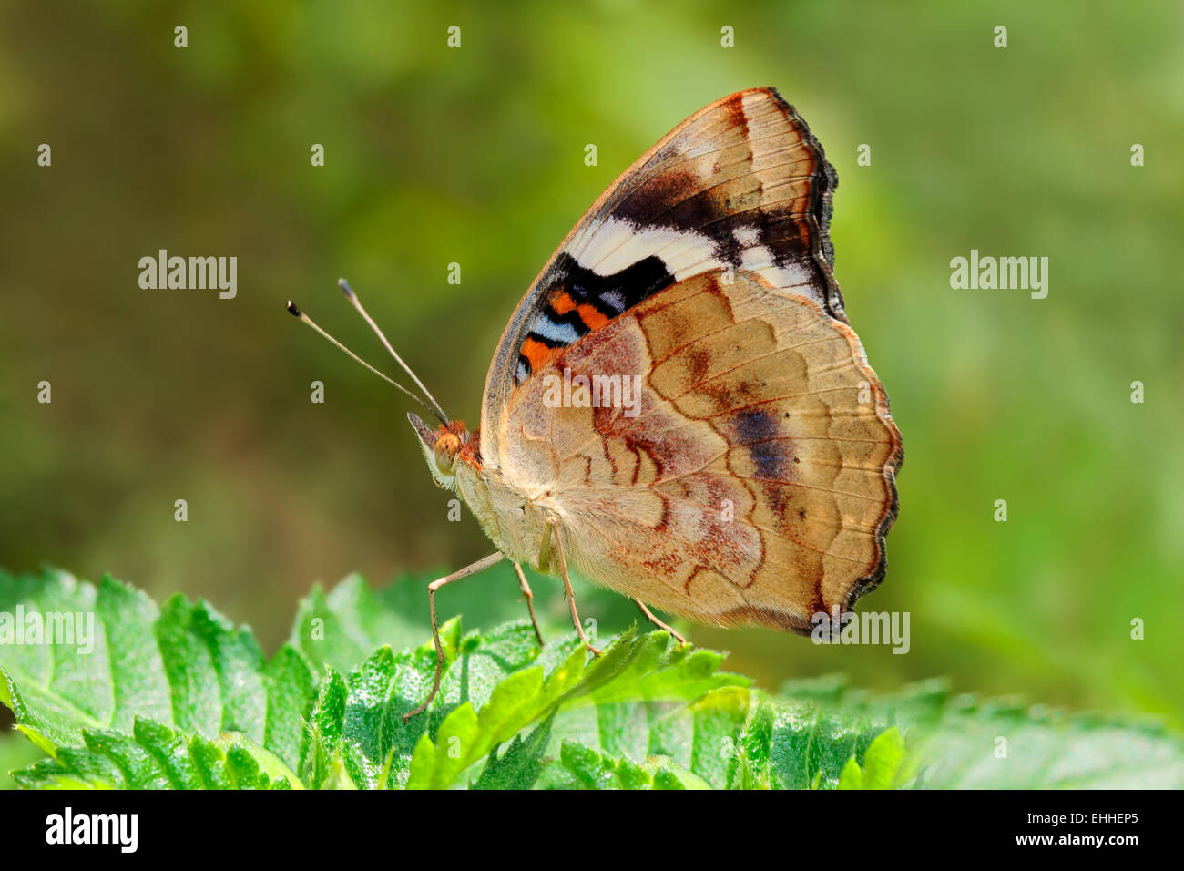Un papillon coloré assis sur des feuilles vertes dans un jardin Banque D'Images