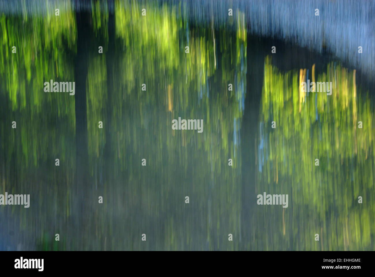 Reflet des arbres dans une flaque Banque D'Images