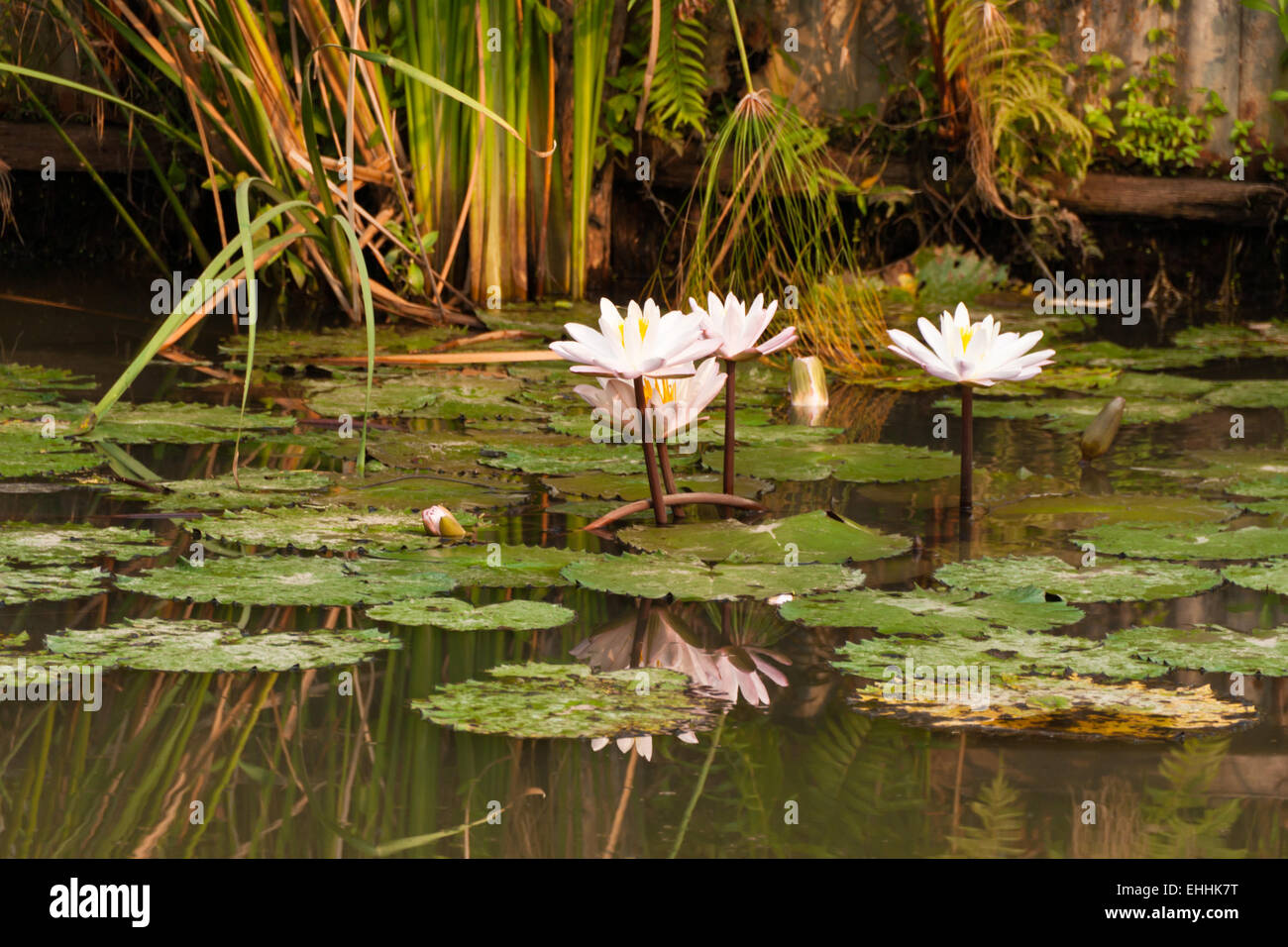 Étang avec lotus Banque D'Images