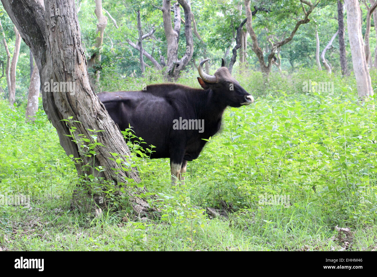 Gaur (Bos gaurus,), le parc national de Mudumalai bison indien Tamil Nadu Inde Banque D'Images