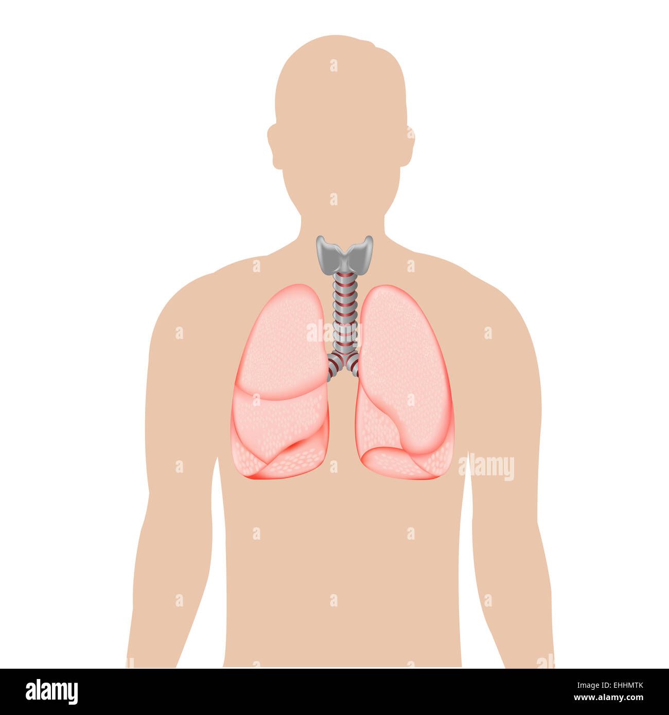 Silhouette de personne avec des poumons Banque D'Images