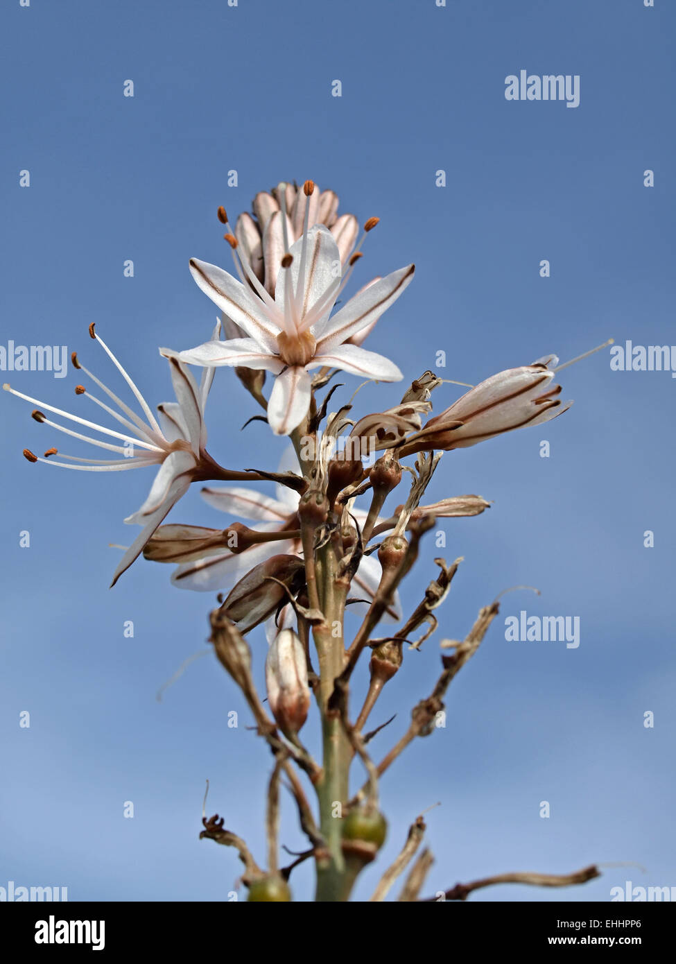 Asphodelus aestivus, ramifiés Asphodel, commun Banque D'Images