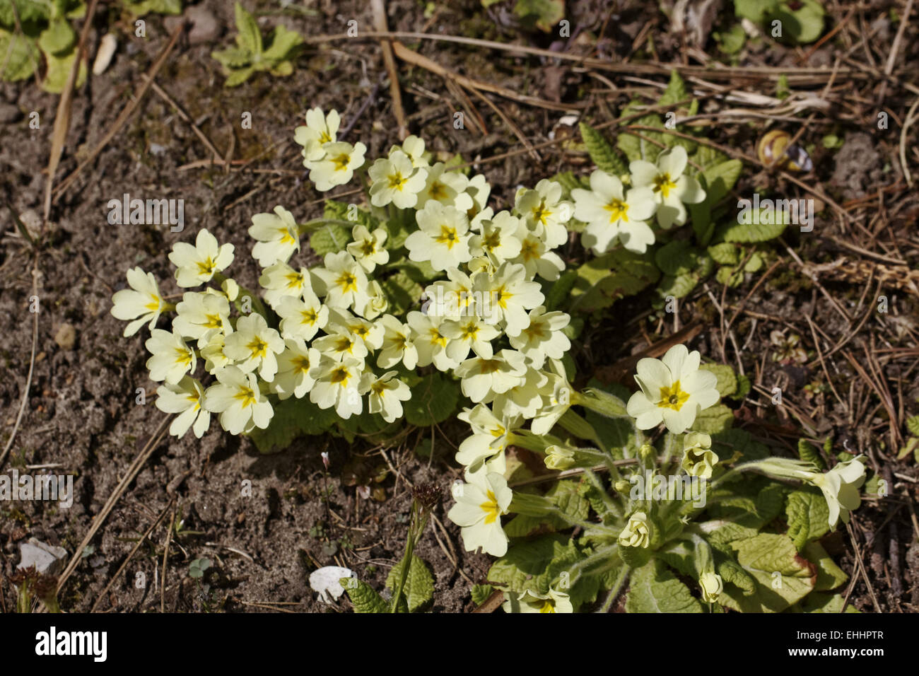 Primrose Primula vulgaris, Anglais Banque D'Images