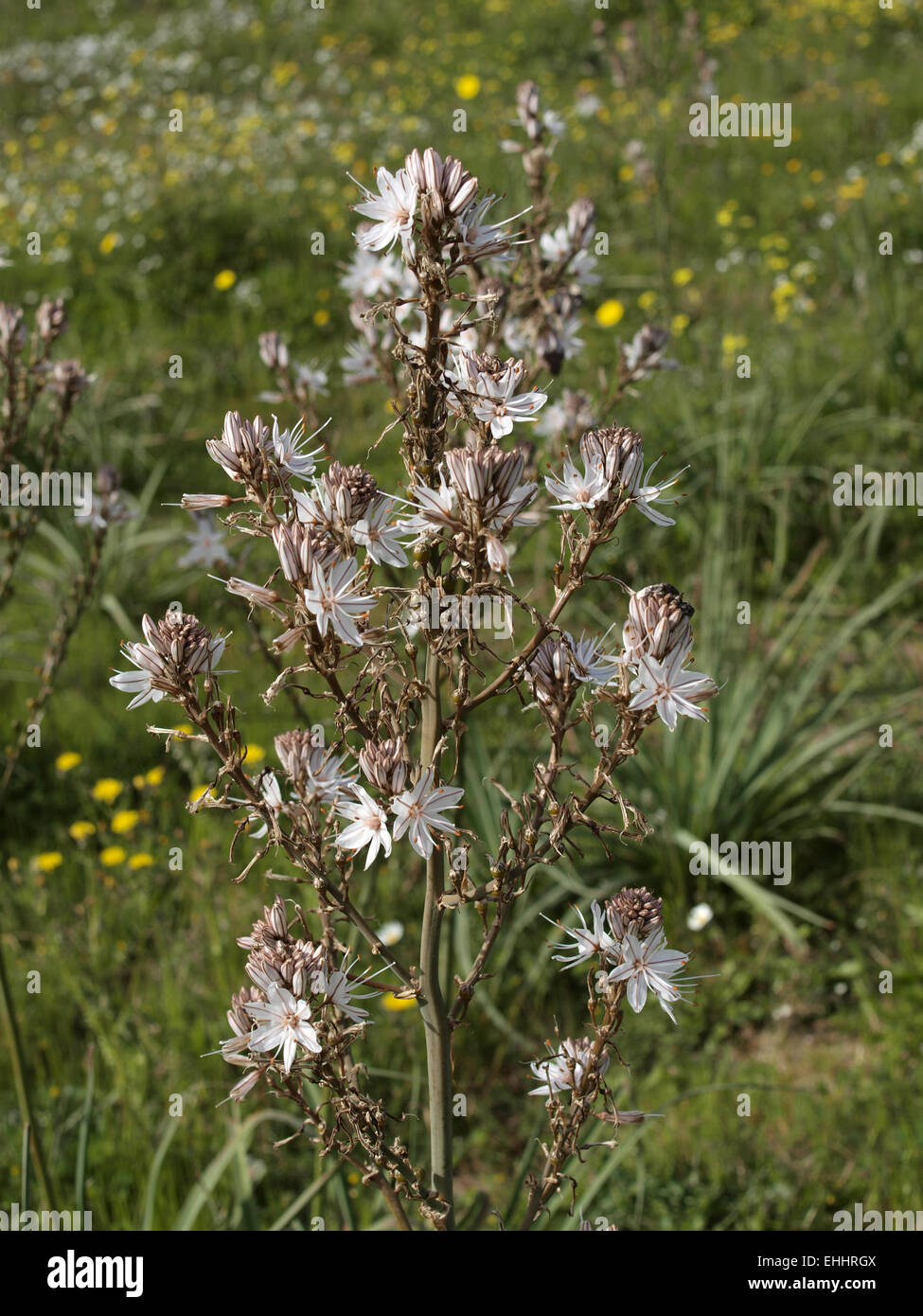 Asphodelus aestivus, ramifiés Asphodel, commun Banque D'Images