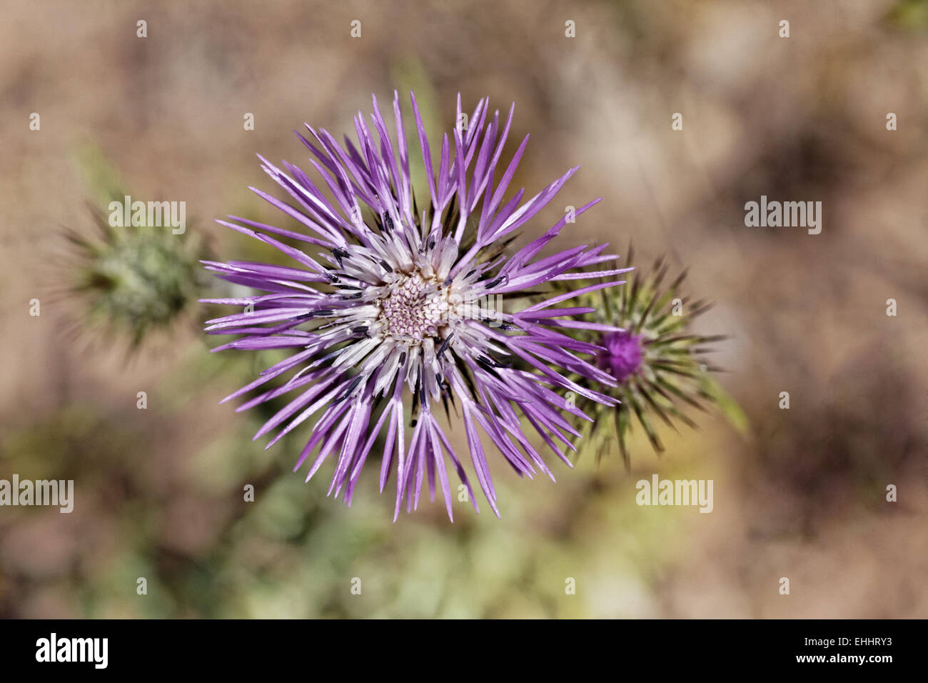 Galactites tomentosa, chardon pourpre Banque D'Images