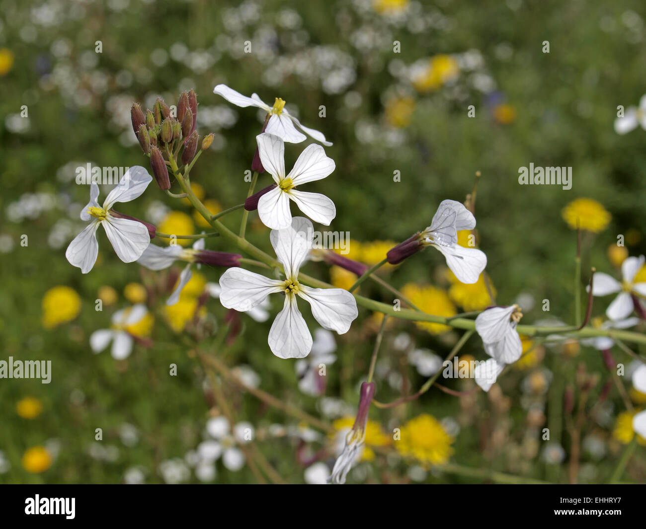 Eruca vesicaria, Eruca sativa, rucola, Rugula Banque D'Images