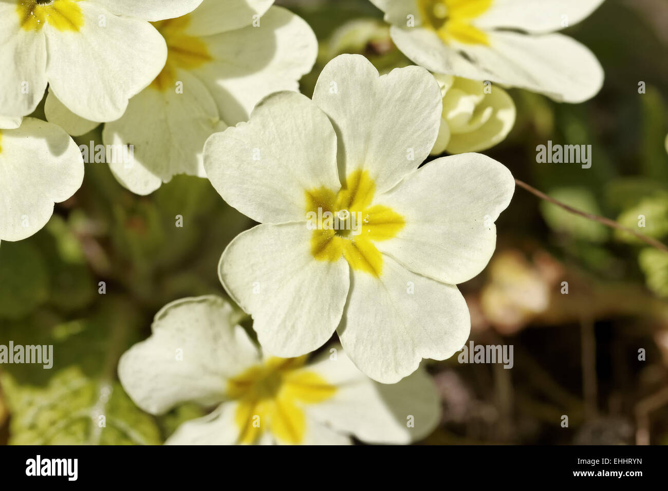 Primula vulgaris, Primrose primrose, Anglais Banque D'Images