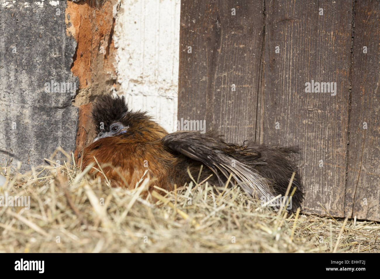 Poule soie (gallus domesticus Gallua Banque D'Images