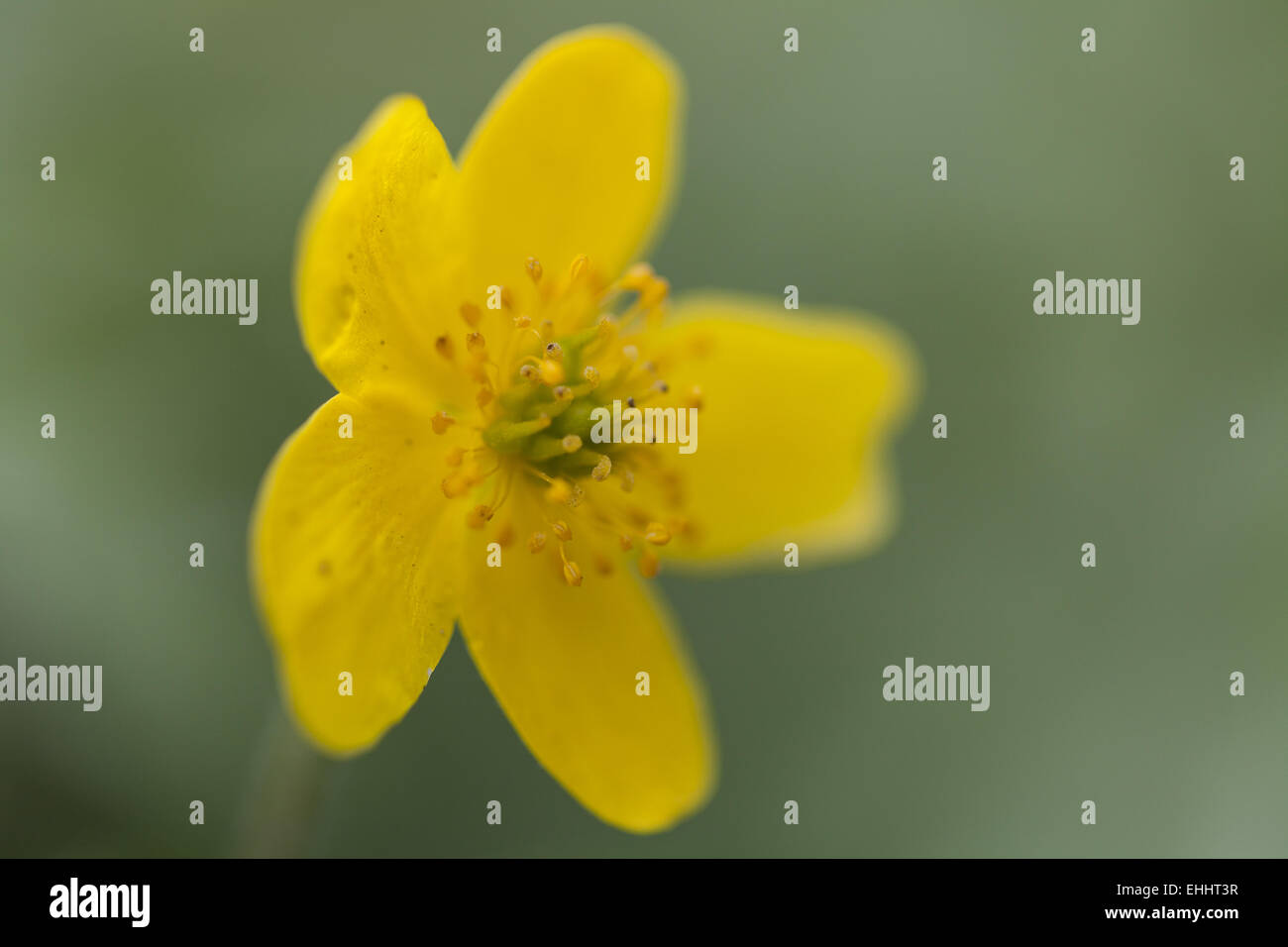 Anémone jaune (Anemone ranunculoides) Banque D'Images