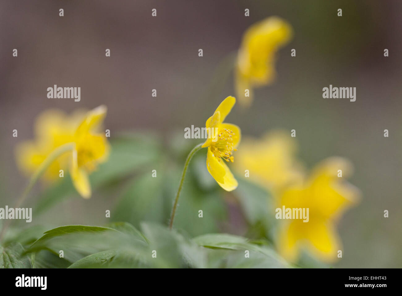 Anémone jaune (Anemone ranunculoides) Banque D'Images