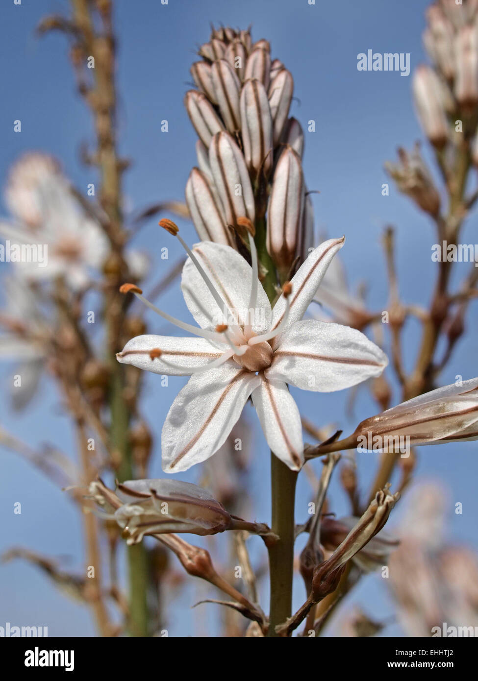 Asphodelus aestivus Asphodèle ramifié, Banque D'Images