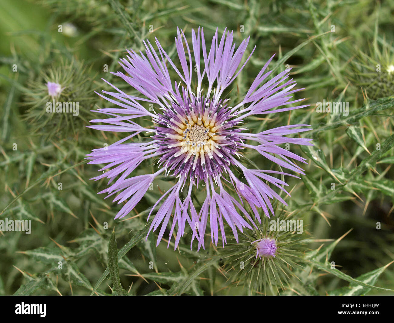 Galactites tomentosa, chardon pourpre Banque D'Images