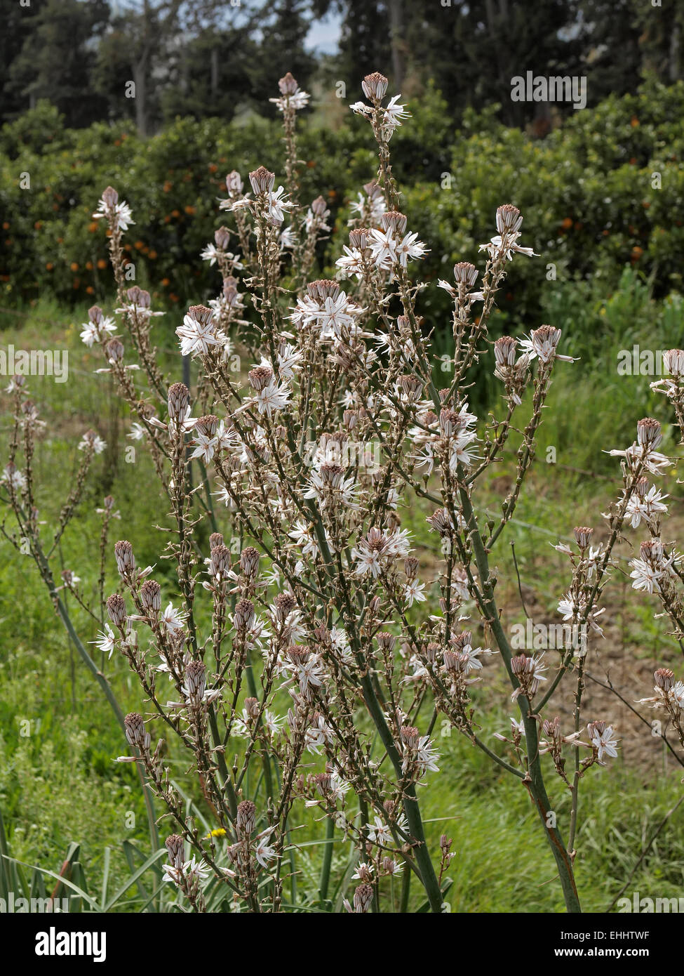 Asphodelus aestivus, ramifiés Asphodel, commun Banque D'Images