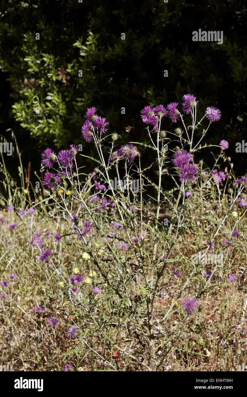 Galactites tomentosa, chardon pourpre Banque D'Images
