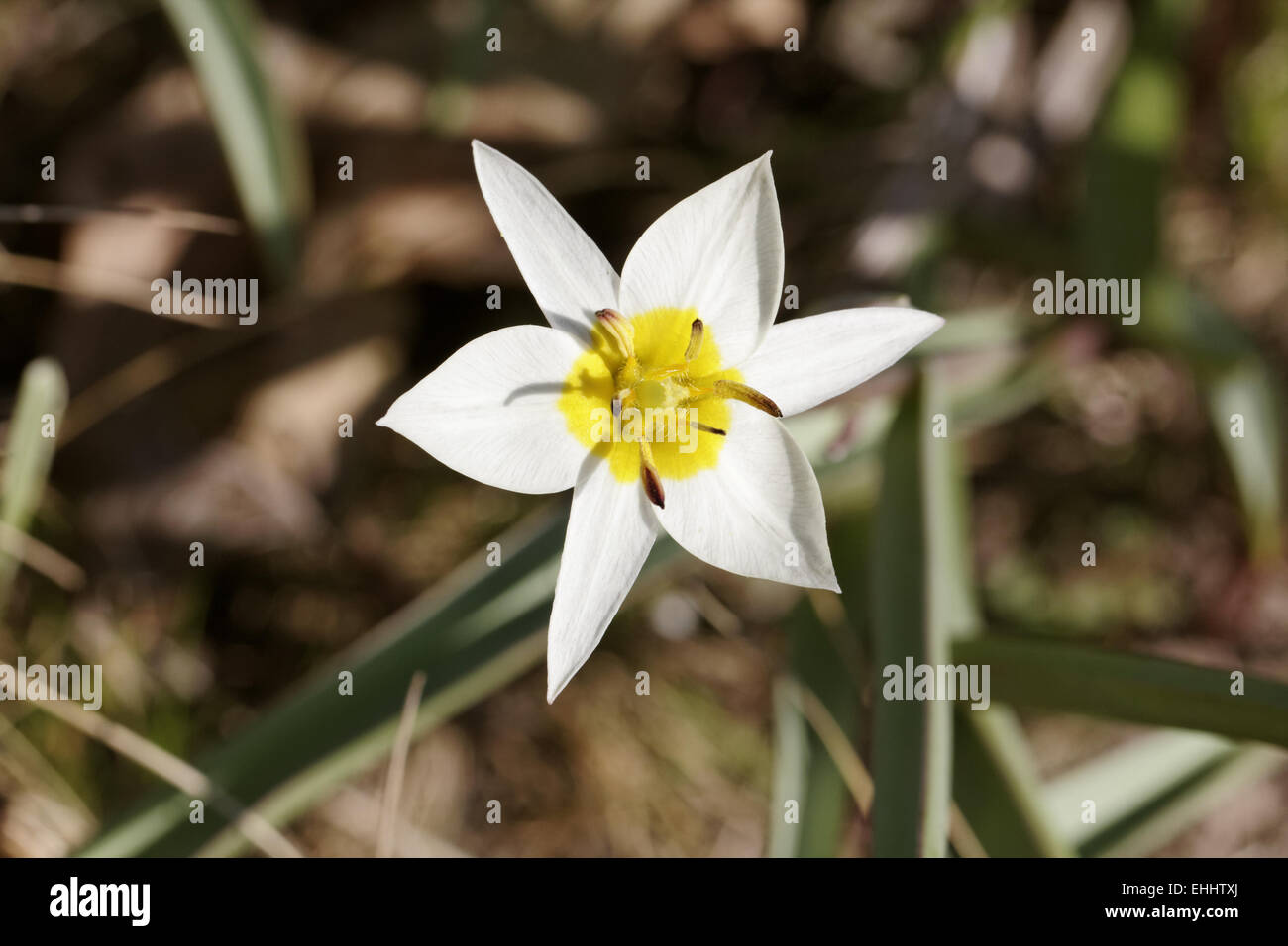 Tulipa turkestanica, Turkestan Tulip Banque D'Images