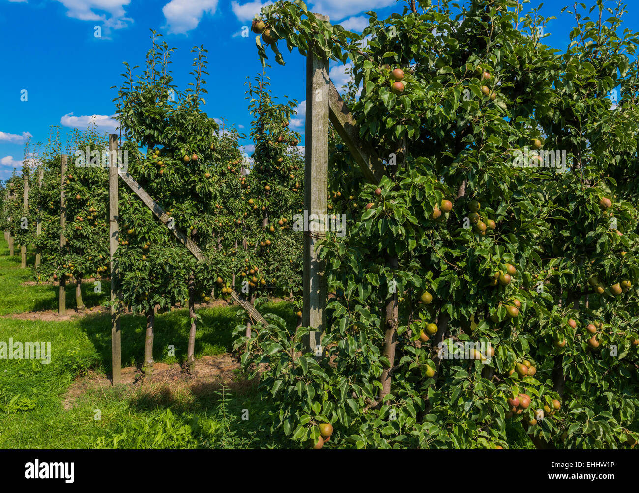 Les poires sur un arbre dans un verger. Banque D'Images