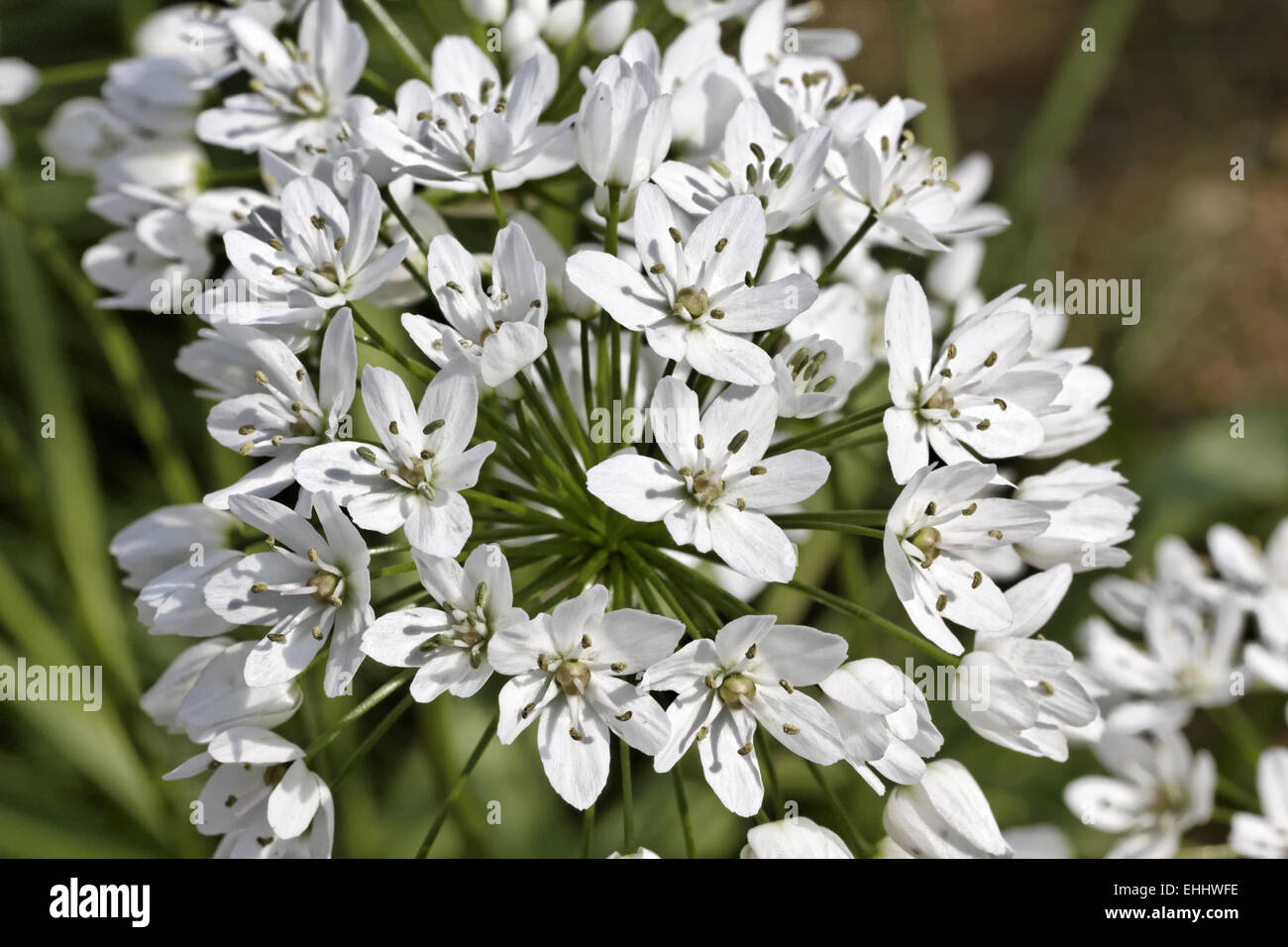 Neapoiltanum ail Allium, Naples Banque D'Images