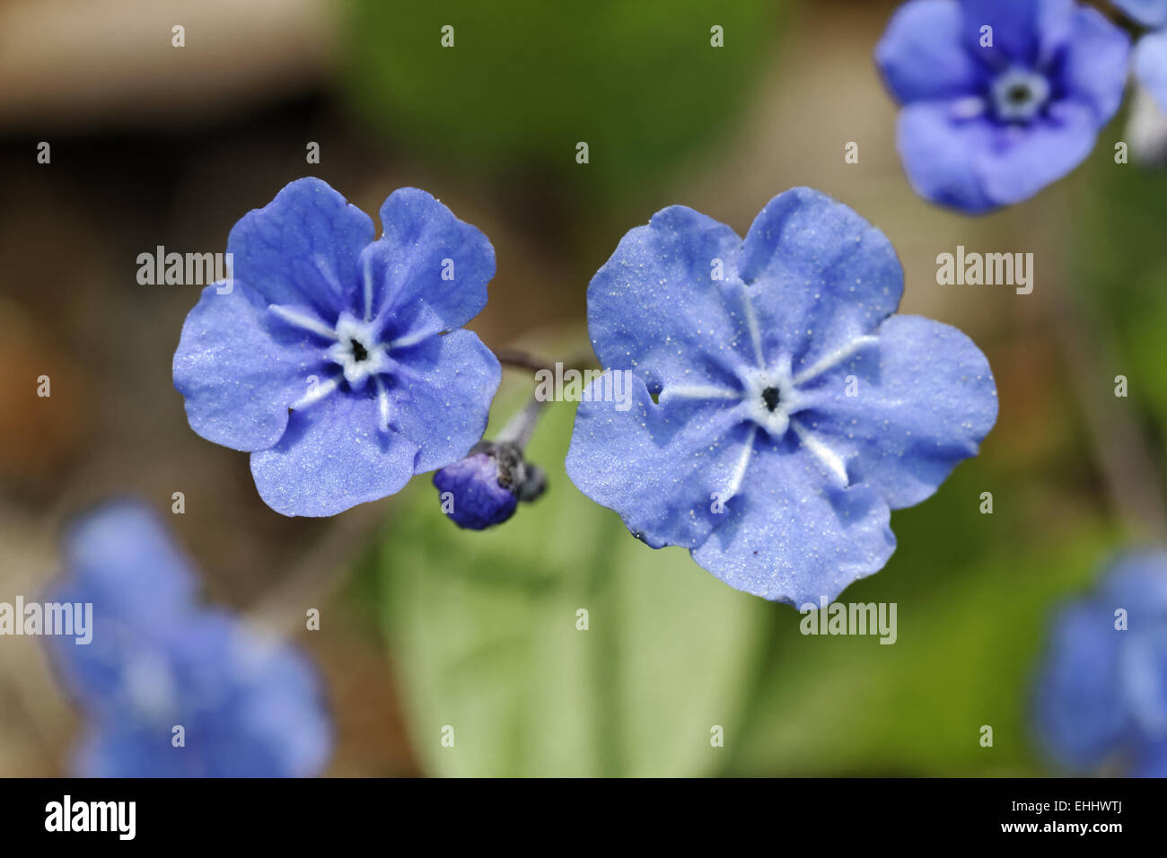 Omphalodes verna, Navelwort rampante Banque D'Images